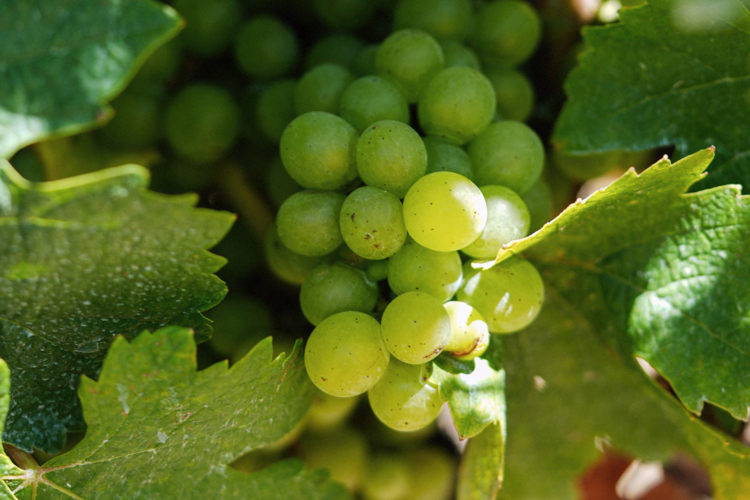 Green grape cluster still firm before veraison, framed by vine leaves