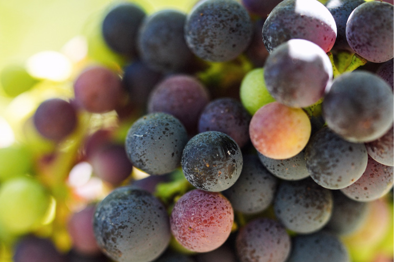 Grape cluster deepening from green to purple in warm backlight