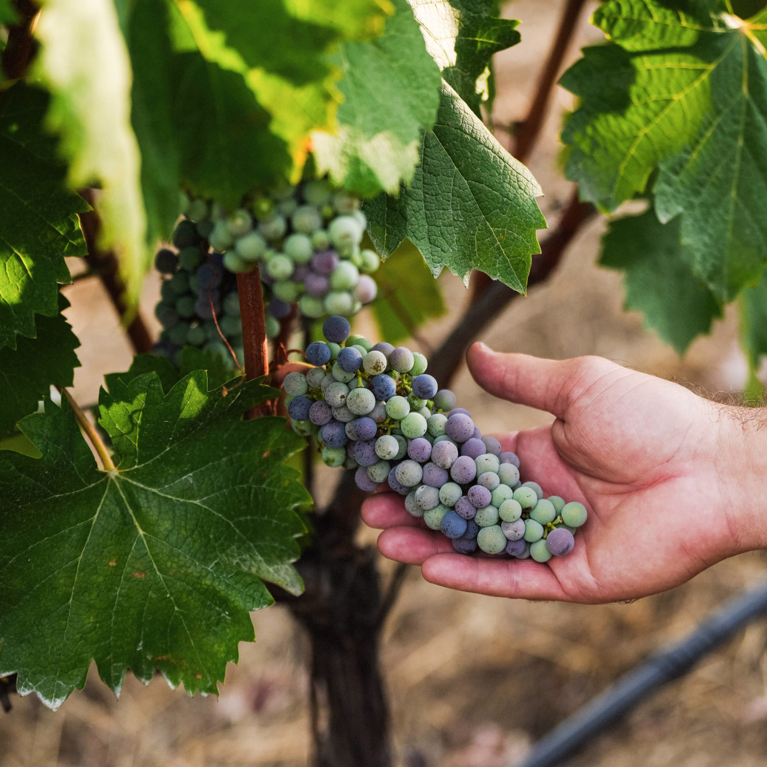 Hand holding a grape cluster with green and purple berries mid veraison