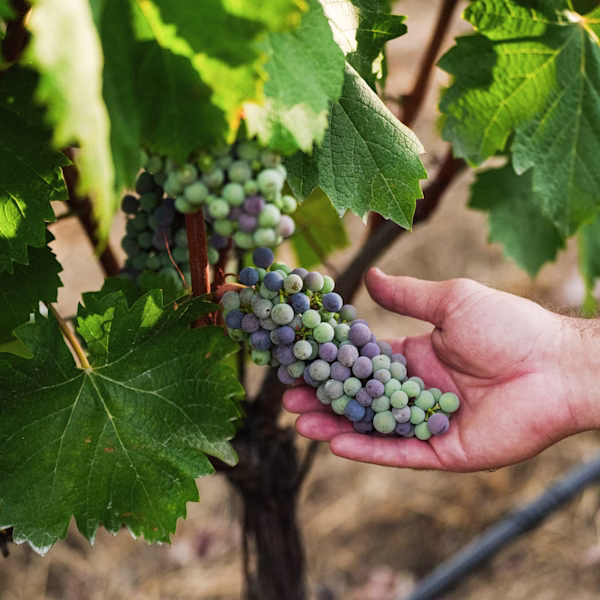 A cluster mid veraison, still half green Hand holding a grape cluster with green and purple berries mid veraison