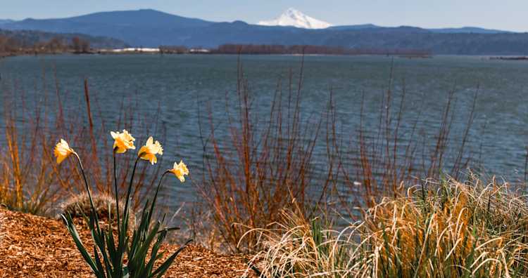 A view of Mount Hood from the Columbia River.