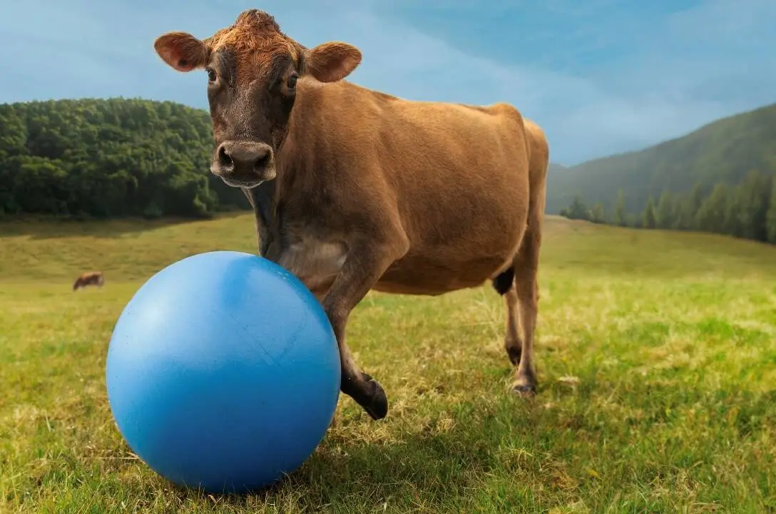 Cow's Play-Norco