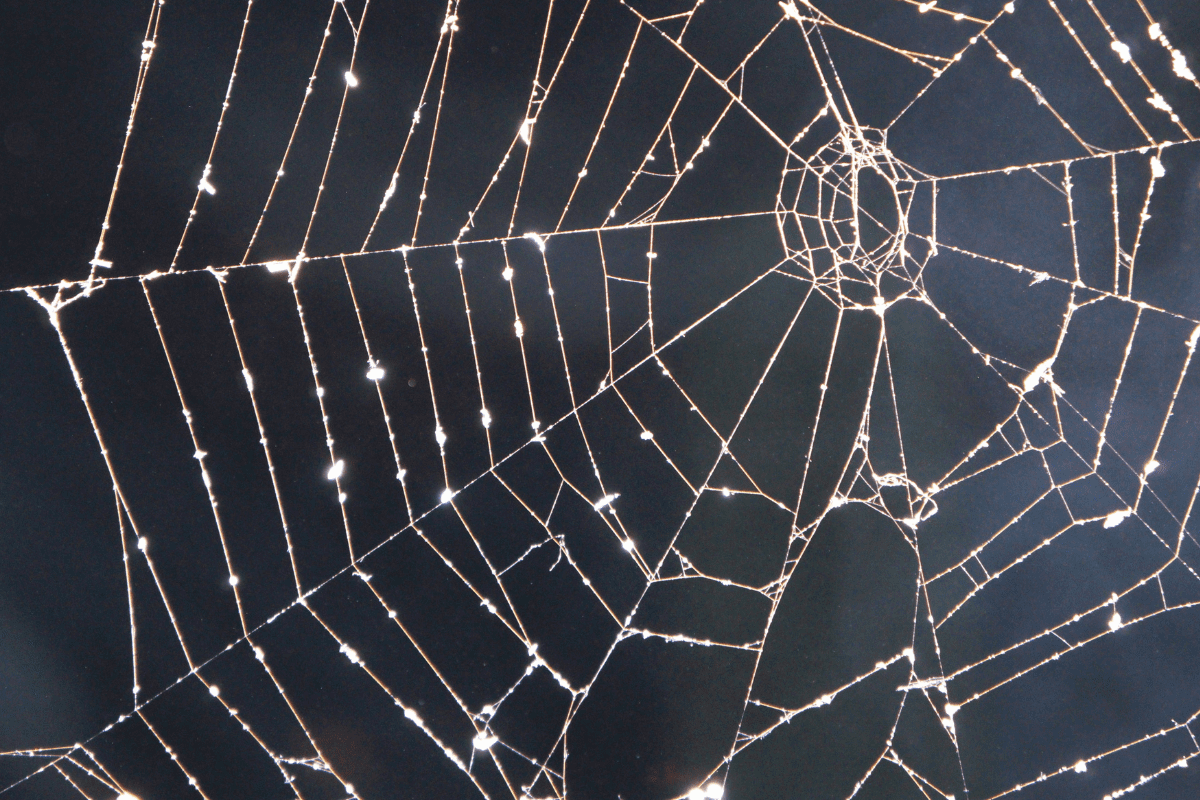 How to clear creepy crawlies from your home this Halloween 