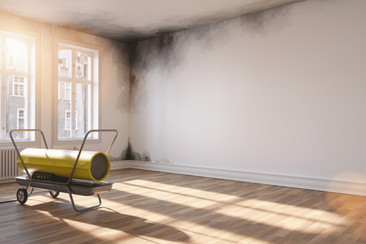 How much does a damp survey cost?