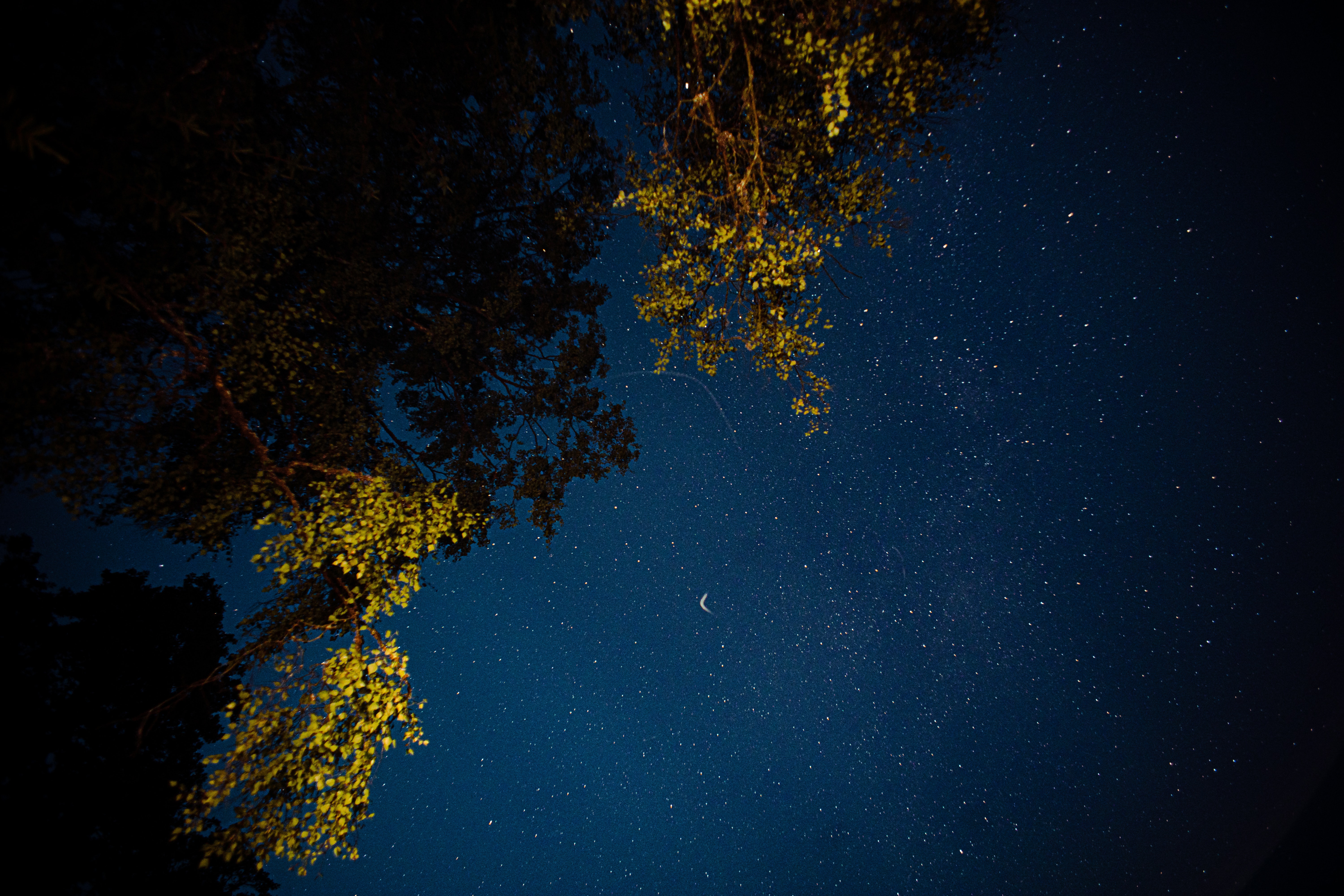 Starry night sky with tree silhouettes in Scotland