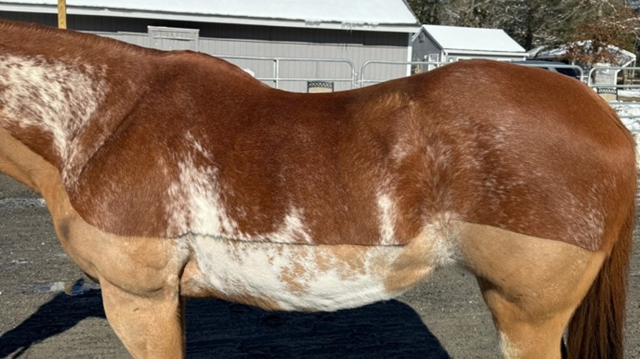 A paint swayback horse