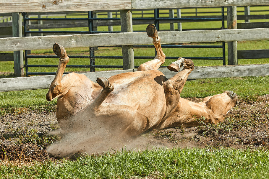 Itchy palomino horse rolling in dirt in paddock
