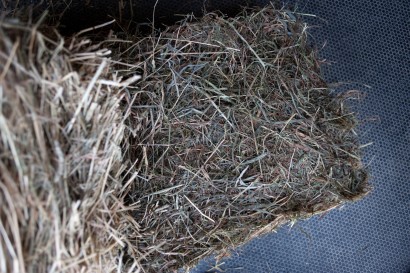 flake of alfalfa hay