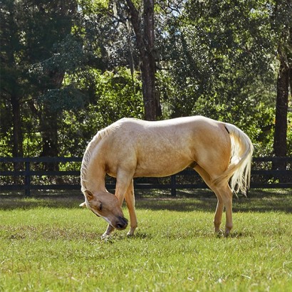 itchy palomino horse in a grass paddock