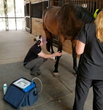 Bay horse in barn isle receiving shockwave therapy on front right leg.