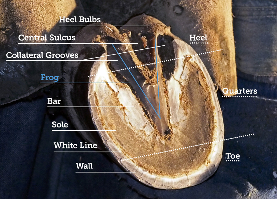 diagram showing the anatomy of a horse hoof