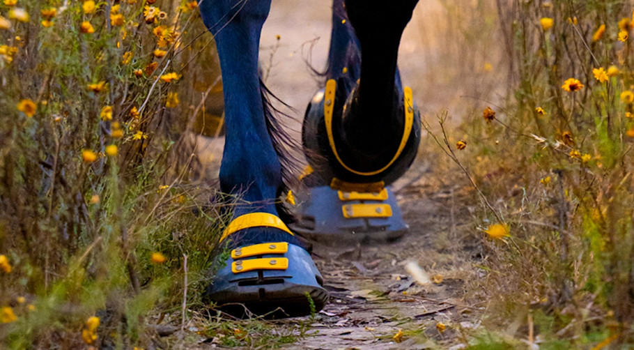 Scoot Boot Hoof Boots on a horse trail riding