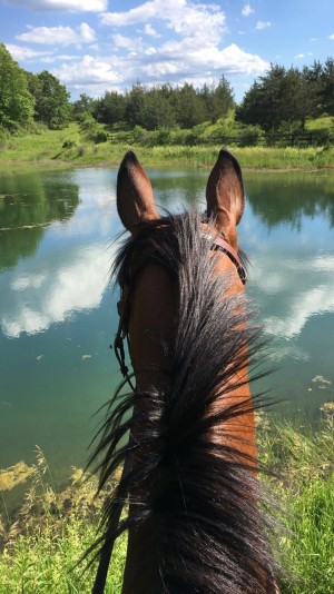 horse overlooking water on a hunter pace