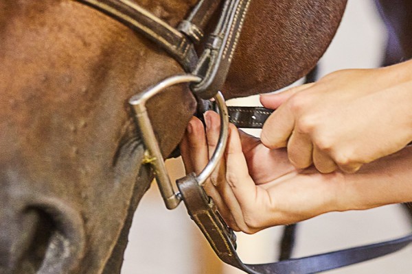 d ring snaffle bit properly fit in horses mouth