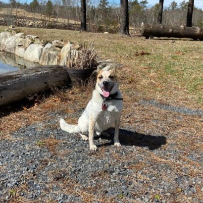 White and brown dog sitting on cross country course