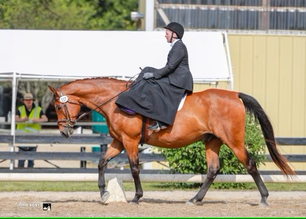 sidesaddle horse and rider at show courtesy of John Borys