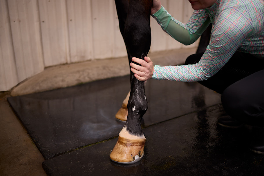 Person washing a horse's legs