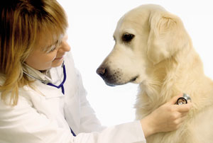 Canine lymphoma clearance supplements