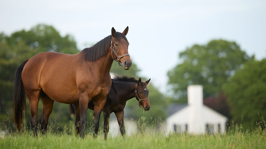 Bay mare and foal in a green pasture