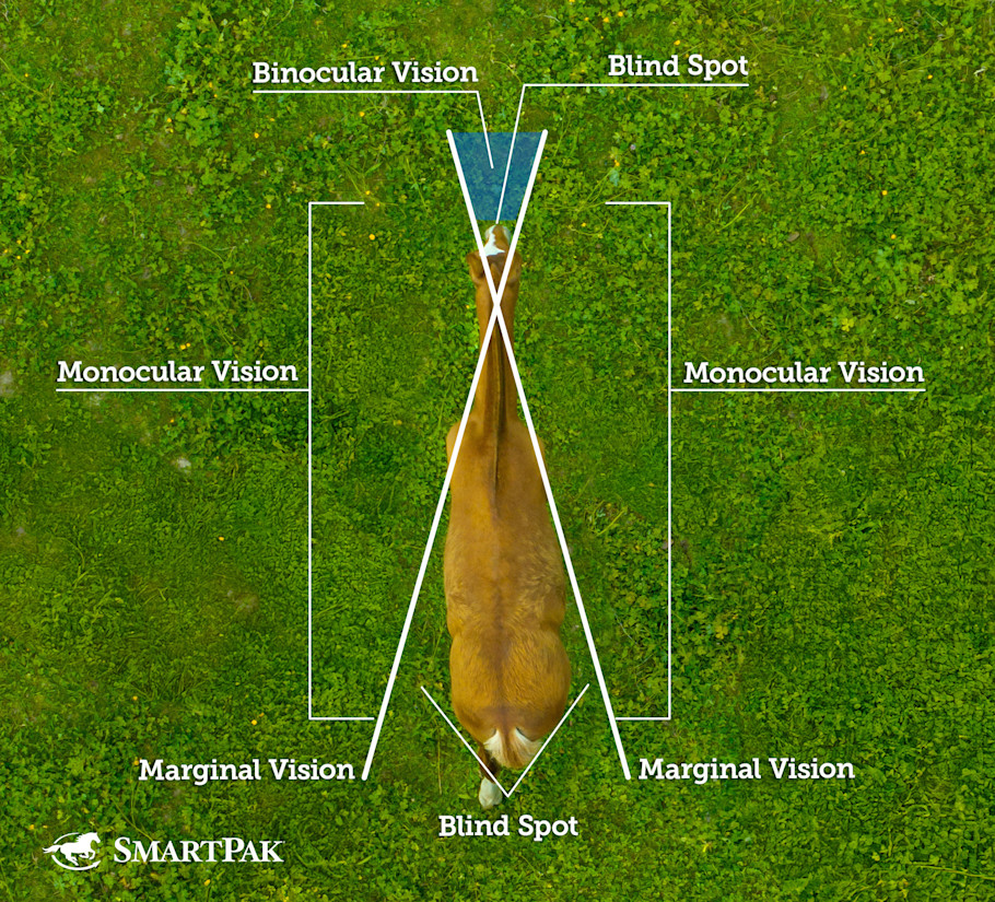 Diagram of a horse's 350 degree range of vision and blind spots