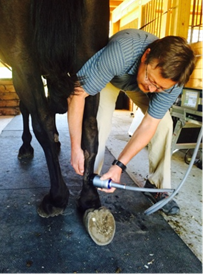 Veterinarian performing shockwave therapy on a horse’s hind leg for suspensory desmitis. 