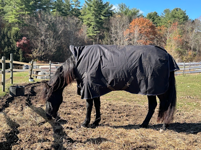 Preparing my Senior Horse for Winter