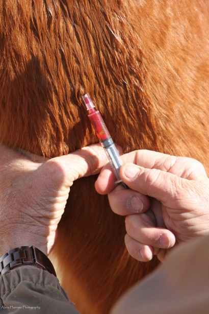 vet drawing blood from a horse's neck