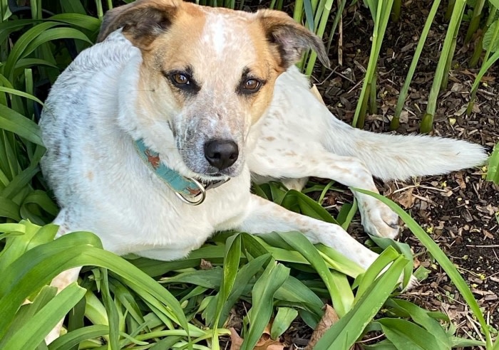 Brown and white cattle dog sitting on green plants