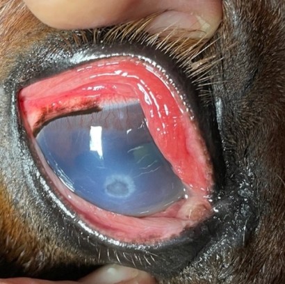 A horse's eye with a corneal ulcer and accompanying conjunctivitis. 
