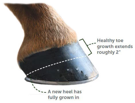 diagram of a horses hoof showing new heel growth