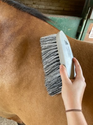 haas medium brush for horses