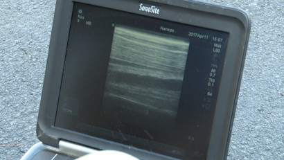 ultrasound exam during horse pre purchase exam