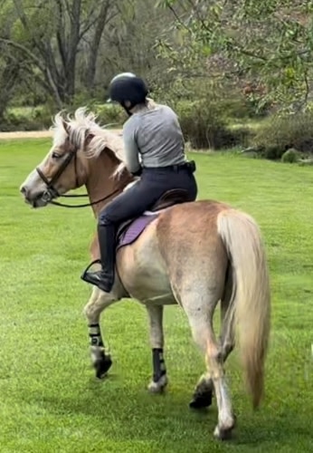 Woman riding palomino Halflinger in English tack and apparel