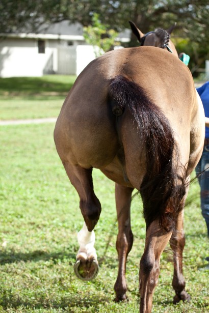 Horse moving his back leg upwards similar to jerking in stringhalt.