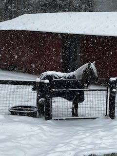 Weathering the Storm: Preparing My Horse for a New England Winter 