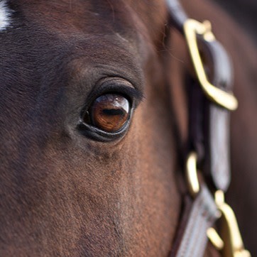 close up of a bay horse's brown eye