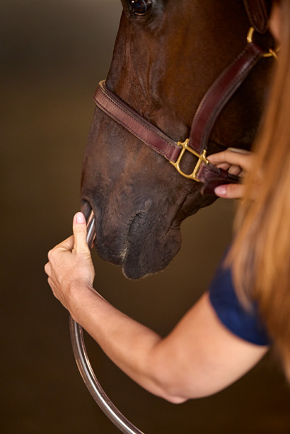 Nasogastric tube being inserted into a horse's nose by a veterinarian