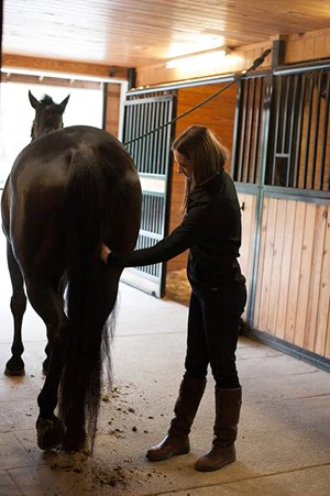 A horse owner in a barn isle brushing and grooming a horses' hindquarters.