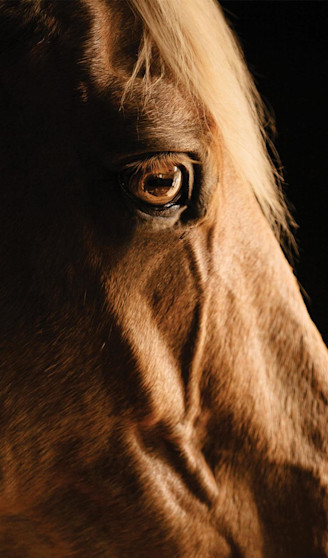 SmartPak Equine: Horse Supplements, Tack and Supplies