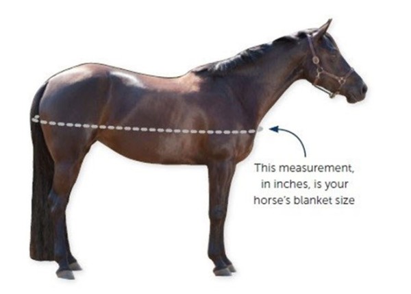 graphic of where to measure a horse for a blanket