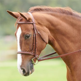 A chestnut horse in a brown leather show hunter or equitation bridle.