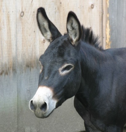 bright and alert looking donkey