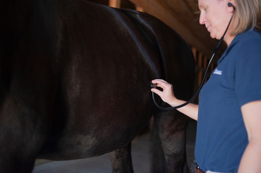 Veterinarian using a stethoscope to listen to a horse's gut sounds.
