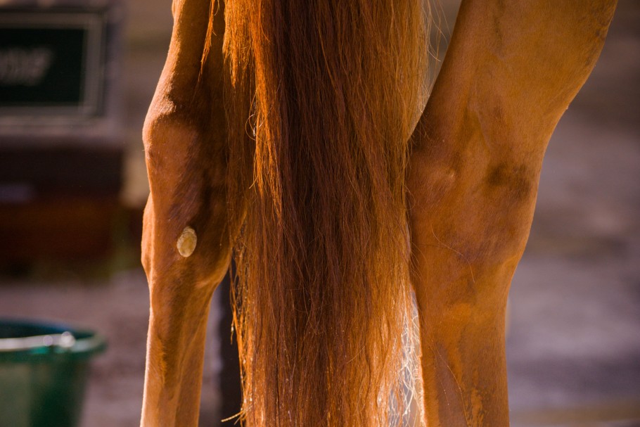 chestnuts on horses legs