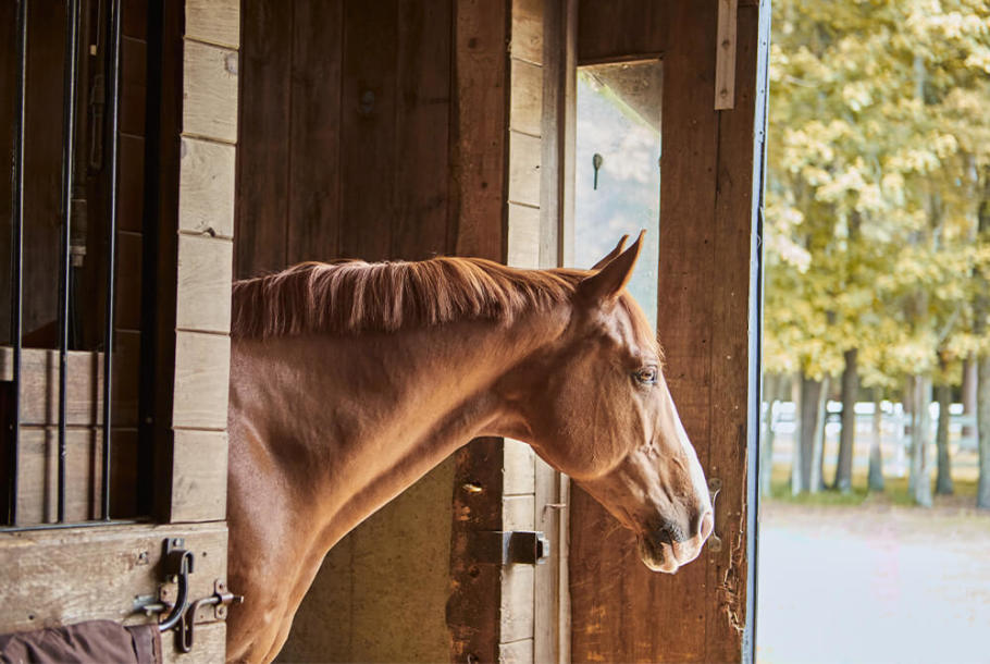 A chestnut horse looking out of his barn stall door.