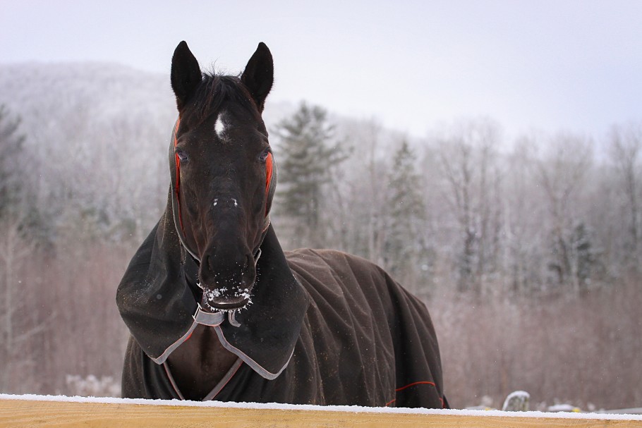A dark bay horse wearing blankets standing outside in the snow in the winter.
