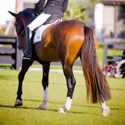 dressage show horse with long full tail