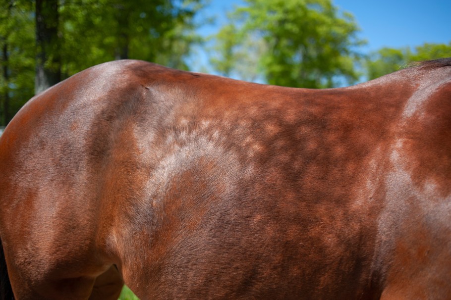 How to Bring Out the Dapples in Your Horse's Coat - SmartPak
