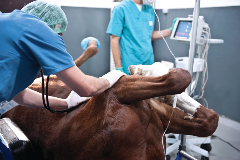 Horse recumbent in surgery at equine hospital.