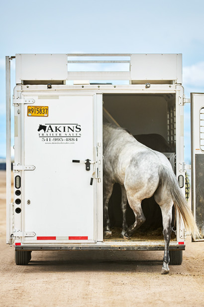 A grey horse being loaded onto a horse trailer.